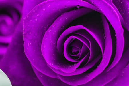 Close up of violet rose flower with water drops, Valentine's rosesの写真素材
