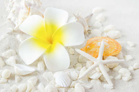 Beach and Summer background - Close up of Artificial Plumeria flower with starfish and seashells on white sand background with white coarse sandの写真素材