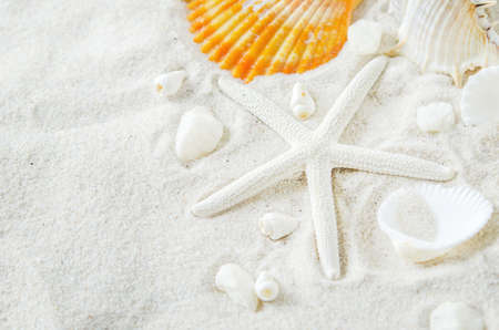 Beach and Summer background - Close up of starfish and seashells on white sand background with white coarse sandの写真素材