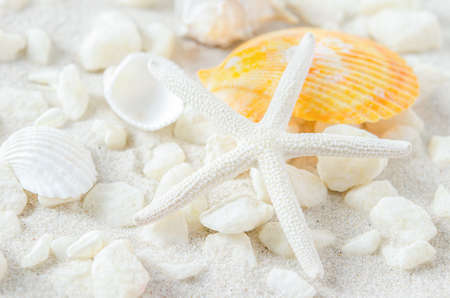 Beach and Summer background - Close up of starfish and seashells on white sand background with white coarse sandの写真素材