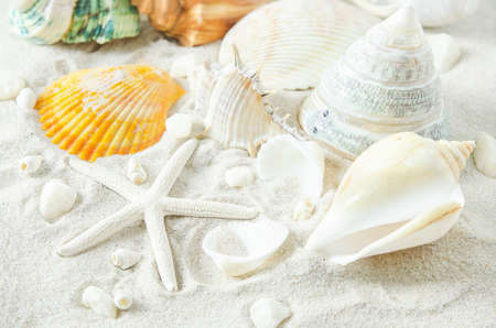 Beach and Summer background - Close up of starfish and seashells on white sand background with white coarse sandの写真素材