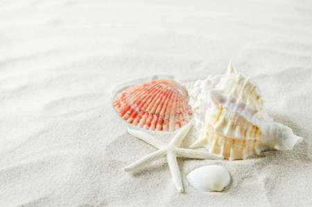 Beach and Summer background - Close up of starfish and seashells on white sand background with white coarse sandの写真素材