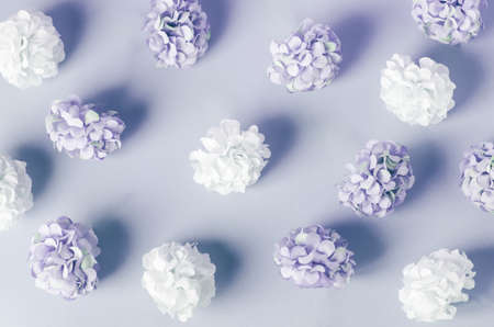 Purple and white Hydrangea flowers pattern on purple backgroundの写真素材