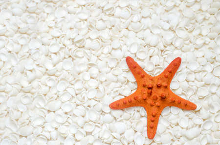 Orange starfish on white seashells backgroundの写真素材