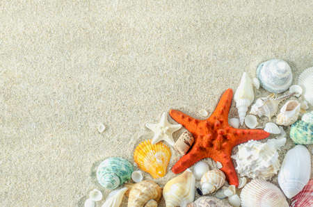 Beach and Summer background - Close up of starfish and seashells on white sand background with white coarse sandの写真素材