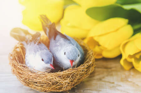 Close up of artificial couple birds with natural nest and yellow tulip flowers on white wooden table...