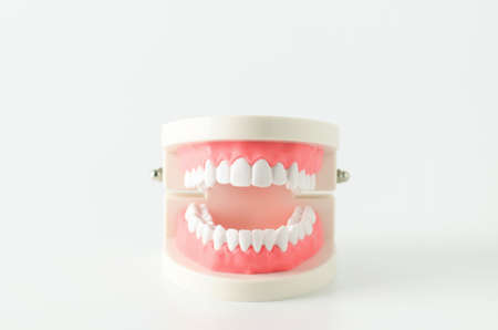 Close up of white teeth model with red gum on white backgroundの写真素材
