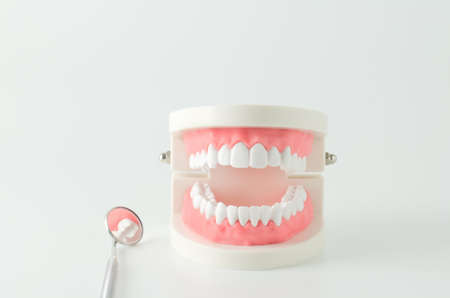 Close up of white teeth model with red gum and dental mirror on white backgroundの写真素材