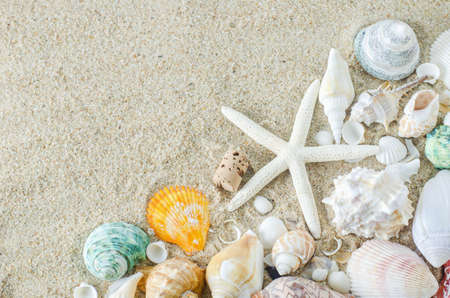Beach and Summer background - Close up of starfish and seashells on white sand background with white coarse sandの写真素材