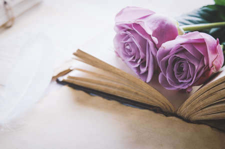 Close up of violet purple rose flower with love letters and feather quill, Rose and old paper with vintage and vignette toneの写真素材