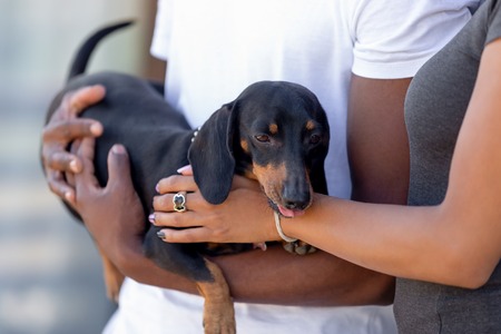 Close up African American couple in love, wife and husband standing with cute dog outdoors, black man holding dachshund in hands, loving girlfriend embracing boyfriend, family playing with petの写真素材