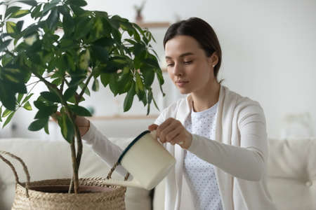 Millennial Caucasian girl hold pot can watering house green plant at home. Young woman housewife take care of flower pour liquid fertilizing enriching ground. Gardening, horticulture concept.の写真素材