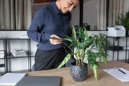Smiling indian female employee take care water from can pot green office plant. Happy young mixed...
