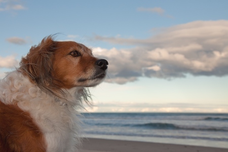 red headed dog at southern hemisphere beach as the sun goes down on an autumn day の写真素材