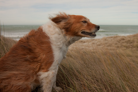 red haired collie dog on a windy hillsideの写真素材