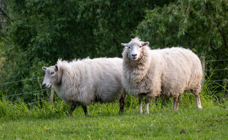 Hobby farmed sheep in a grassy green field in Gisborne, New Zealandの写真素材