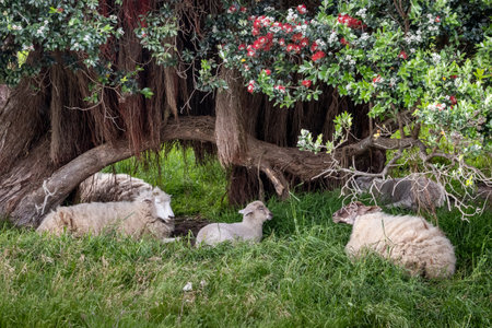 Ewes and lambs resting under a flowering New Zealand pohutukawa Christmas treeの写真素材