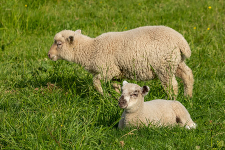 New Zealand sheep grazingの写真素材
