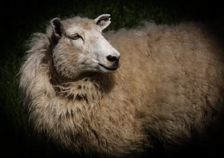 close up of New Zealand ewe sheep