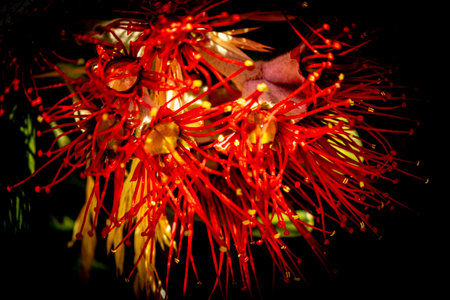 Close up of red flower with black background. New Zealand native pohutukawa with vibrant magenta red flowersの写真素材