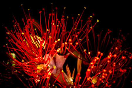 Red bottle brush flower on a black background. Close up. Macro. New Zealand native pohutukawa tree with vibrant magenta red flowersの写真素材