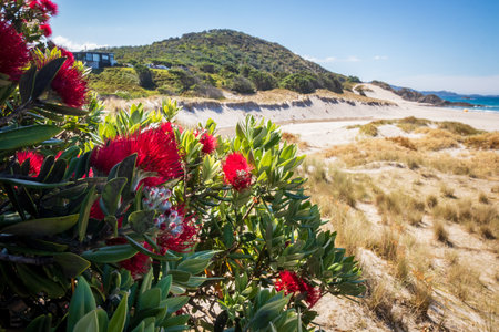 New Zealand native pohutukawa with vibrant magenta red flowersの写真素材