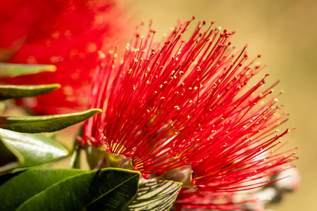 Close up of New Zealand native pohutukawa NZ Christmas Tree with vibrant magenta red flowersの写真素材