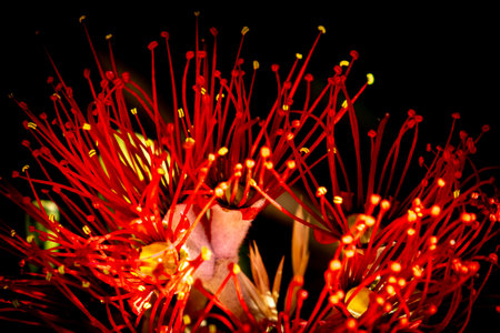 New Zealand native pohutukawa tree with vibrant magenta red flowersの写真素材
