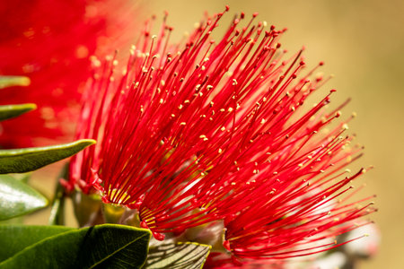 Close up of red flower on New Zealand Pohutukawa tree, also known as NZ Christmas treeの写真素材