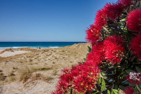 Pohutukawa tree with red flowers close up framing view of Ocean Beach, Whangarei Heads, Northland, New Zealandの写真素材