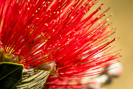 Close up of red pohutukawa flower with blurred backgroundの写真素材