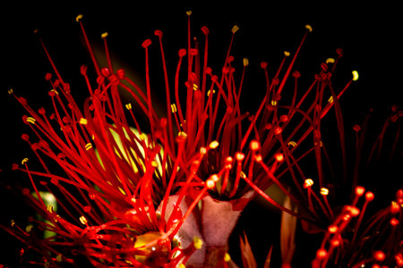Close up of red flower on New Zealand Pohutukawa tree, also known as NZ Christmas treeの写真素材