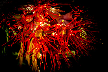Close up of red flower on New Zealand Pohutukawa tree, also known as NZ Christmas treeの写真素材