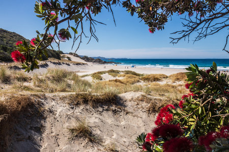 Landscape view of Ocean Beach, Whangarei Heads, Northland, New Zealand, framed by red flowering Pohutukawa treeの写真素材