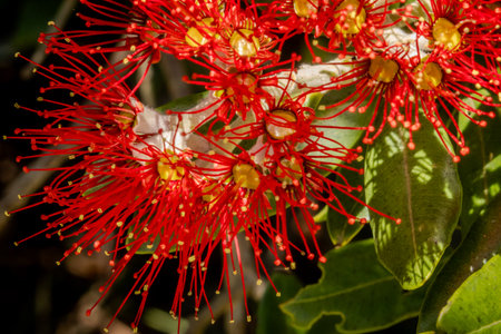 New Zealand Pohutukawa tree with red flowers close upの写真素材