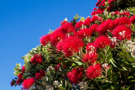 New Zealand Pohutukawa tree with red flowers close upの写真素材