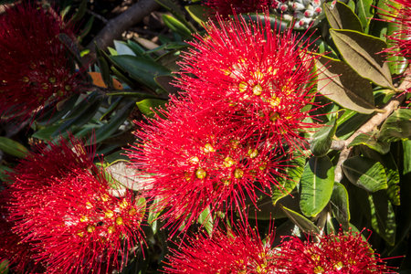 New Zealand Pohutukawa tree with red flowers close upの写真素材