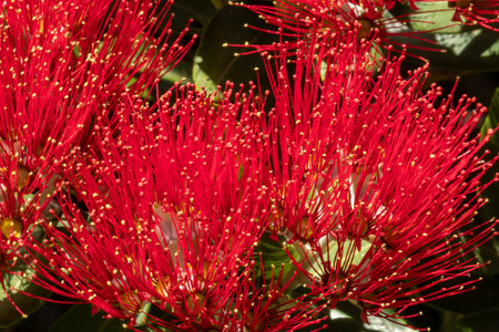 New Zealand Pohutukawa tree with red flowers close upの写真素材