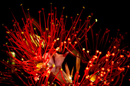 Red flowers on New Zealand Pohutukawa tree, also known as NZ Christmas treeの写真素材