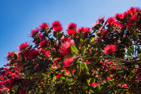 Red flowers on New Zealand Pohutukawa tree, also known as NZ Christmas treeの写真素材