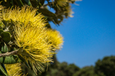 Close up of yellow flowers on rare golden New Zealand Pohutukawa tree, Gisborneの写真素材