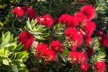 Red flowers on New Zealand Pohutukawa treeの写真素材