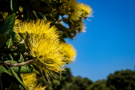Close up of yellow flowers on rare golden New Zealand Pohutukawa tree, Gisborneの写真素材