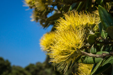 Close up of yellow flowers on rare golden New Zealand Pohutukawa tree, Gisborneの写真素材
