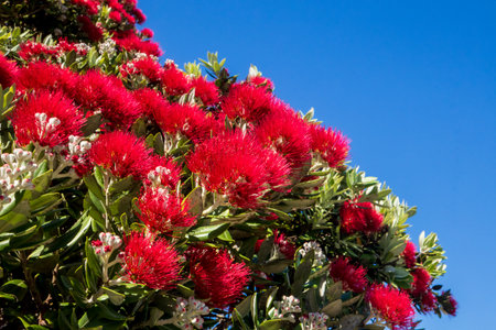 Red flowers on Pohutukawa treeの写真素材