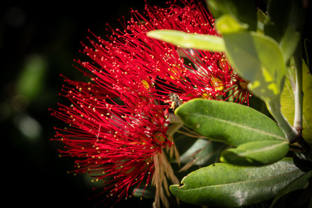 Close up of red flowers on New Zealand Pohutukawa treeの写真素材