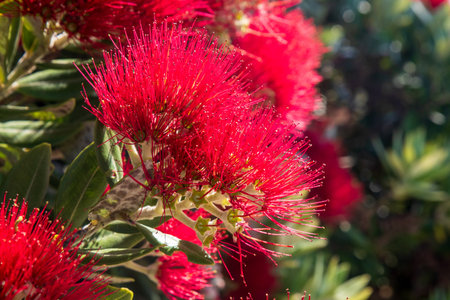 Red flowers on New Zealand Pohutukawa tree, also known as NZ Christmas treeの写真素材