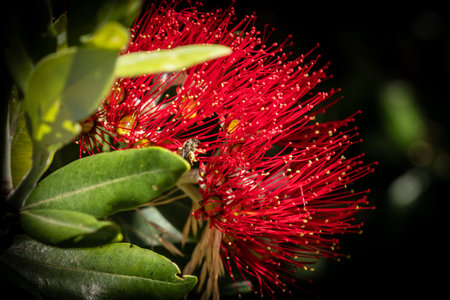Red flowers on New Zealand Pohutukawa treeの写真素材