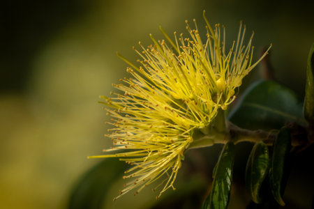 Close up of yellow flower on rare New Zealand yellow pohutukawa treeの写真素材