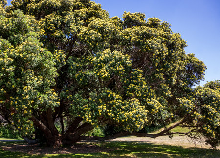 Rare yellow New Zealand Pohutukawa tree in flowerの写真素材